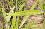 Bigfruit evening primrose